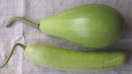 calabash, bottle gourd